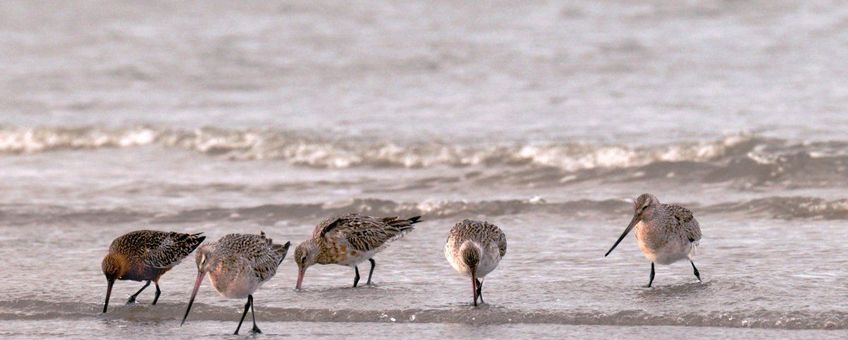 Limosa lapponica. Rosse grutto