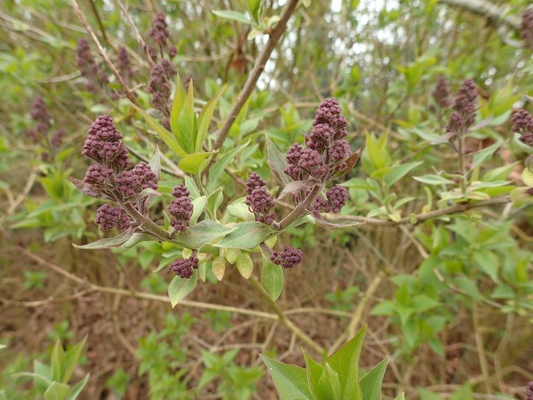 De sering bloeit in mei en juni