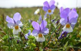 Viola curtisii, Duinviooltje