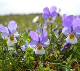 Viola curtisii, Duinviooltje