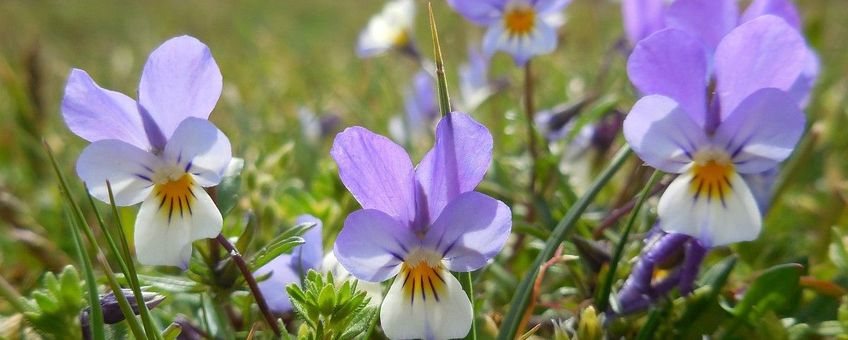 Viola curtisii, Duinviooltje