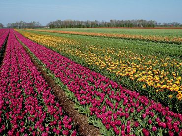 Op intensief gebruikte landbouwpercelen is geen ruimte voor natuur