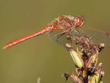 Steenrode heidelibel