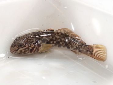 Zwartbekgrondel (Neogobius melanostomus)