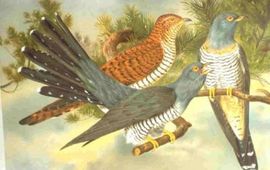 Naumann This image comes from the book Naumann, Naturgeschichte der Vögel Mitteleuropas (Natural history of the birds of central Europe) of 1905 or his earlier works. The copyrights for those books have expired and this image is in the public domain.(wikipedia)