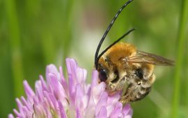 Mannetje gewone langhoornbij