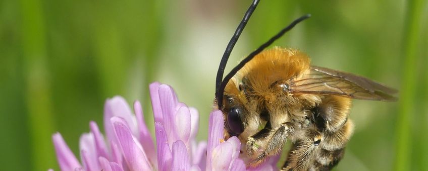 Mannetje gewone langhoornbij