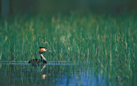 Jorge Sierra WWF Spanje Great Crested Grebe