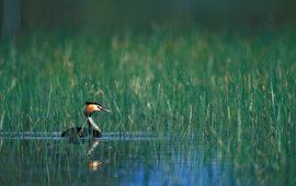 Great Crested Grebe