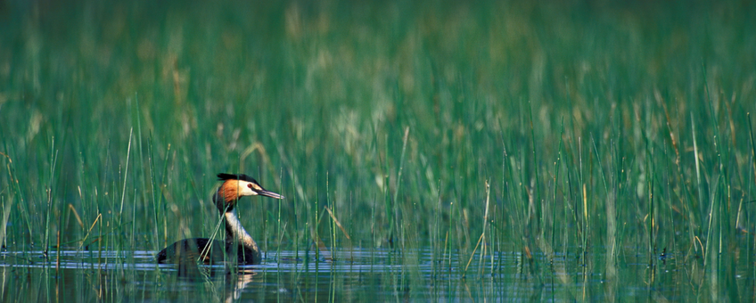 Great Crested Grebe