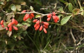 Berberis vulgaris. Zuurbes