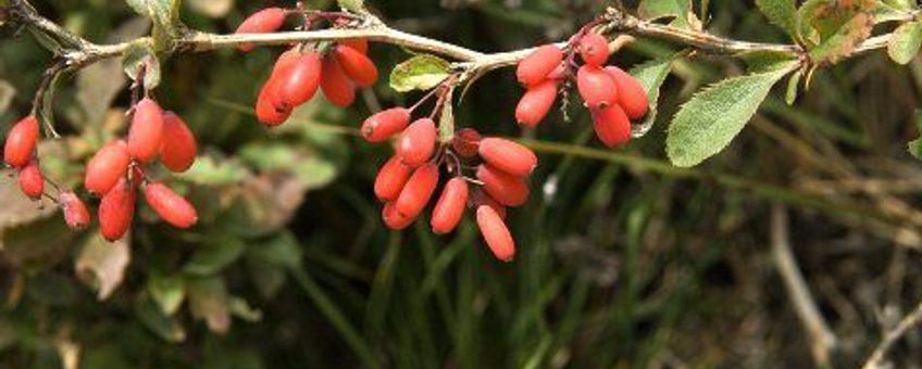 Berberis vulgaris. Zuurbes