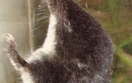 Guido Lek Waterspitsmuis