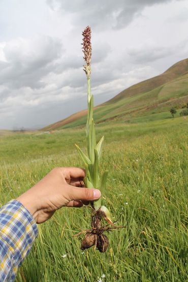Anacamptis coriophora verzameld in Iran