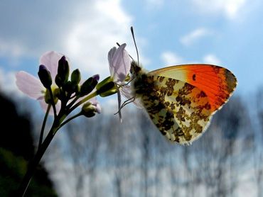 Oranjetipje is één van de opvallendste popoverwinteraars