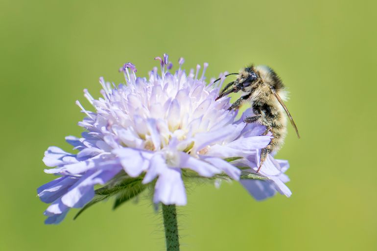 Zandhommel op beemdkroon