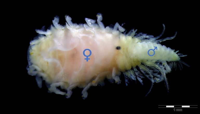 Ione thoracica aangetroffen op de Noordelijke of Slib-burchtenkreeft Callianassa subterranea. Achterop het grote (lichtroze) vrouwtje (♀) zit het kleine (lichtgele, veelpotige) mannetje (♂)