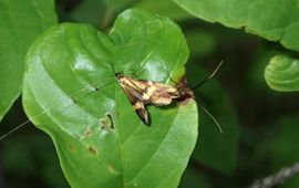 Geelbandlangsprietmot