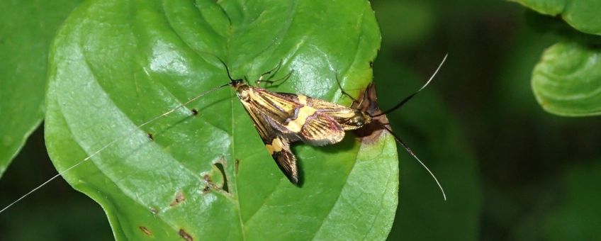 Geelbandlangsprietmot