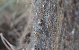 Eikenprocessievlinder op nest