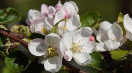 Appelbloesem in bloei