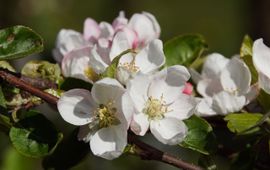 Appelbloesem in bloei