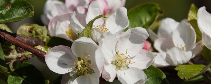 Appelbloesem in bloei