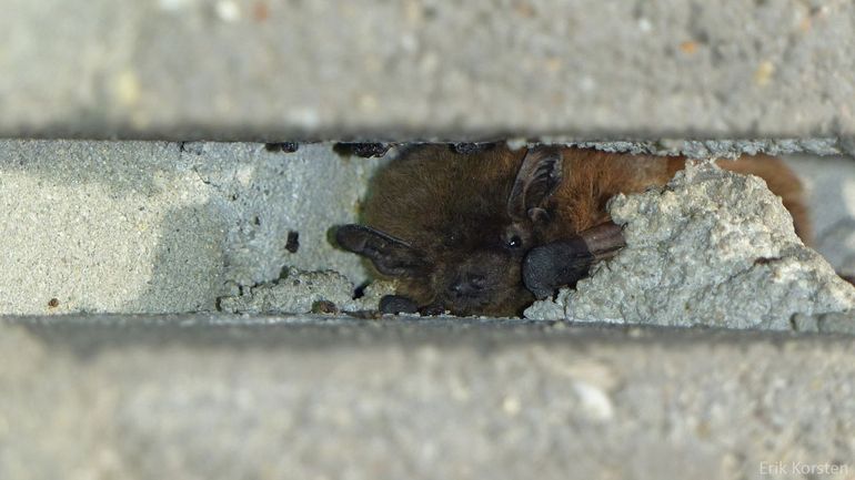Veel vleermuizen, zoals deze ruige dwergvleermuis, wonen graag in nauwe spleten in daken en muren