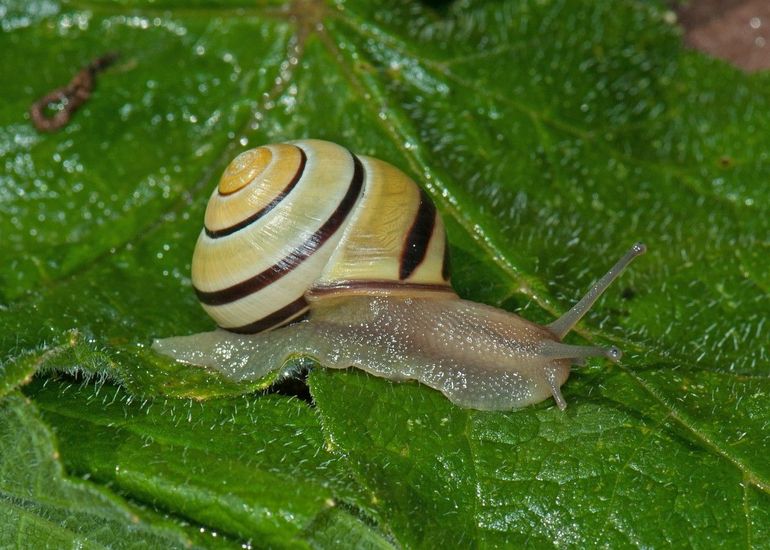 Bijna alle slakkenhuisjes spiralen naar rechts, zoals die van deze gewone tuinslak