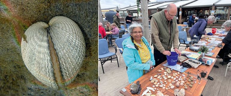Links: Kokkel-doublet in Grevelingenmeer laat hartvorm zien. Rechts: op 22 maart 2025 (Schelpenteldag) zagen nieuwe waarnemers ook Hoek van Hollandse Hartschelpen