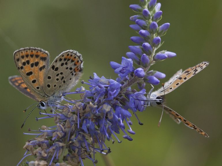 Bij de in Nederland schaarse bruine vuurvlinder is experimenteel bewijs gevonden voor negatieve effecten van stikstofovermaat op de overleving van rups tot vlinder