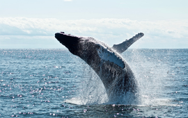 Todd Cravens Humpback whale