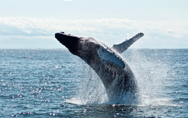 Humpback whale