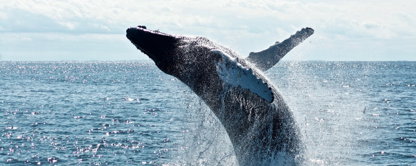 Humpback whale