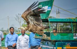 IFAW, WTI en leden van het Assam Forest Department laten zes Himalayagieren vrij in het wild