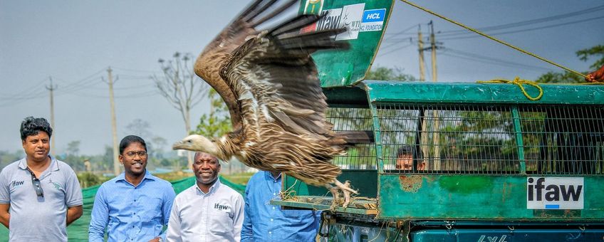 IFAW, WTI en leden van het Assam Forest Department laten zes Himalayagieren vrij in het wild