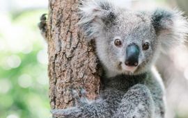 Koala in rehabilitatie bij Friends of the Koala in East Lismore, Nieuw-Zuid-Wales