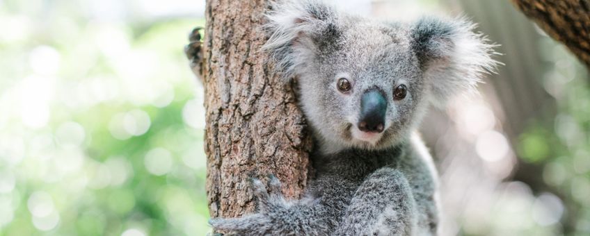 Koala in rehabilitatie bij Friends of the Koala in East Lismore, Nieuw-Zuid-Wales