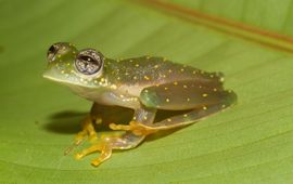 Witgevlekte glaskikker (Sachatamia albomaculata) op een blad