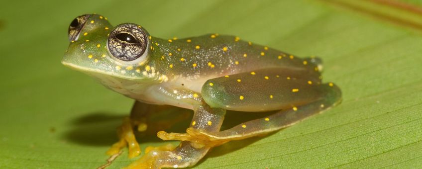 Witgevlekte glaskikker (Sachatamia albomaculata) op een blad