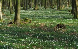 Anemone nemorosa. Bosanemoon