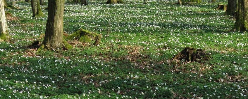 Anemone nemorosa. Bosanemoon