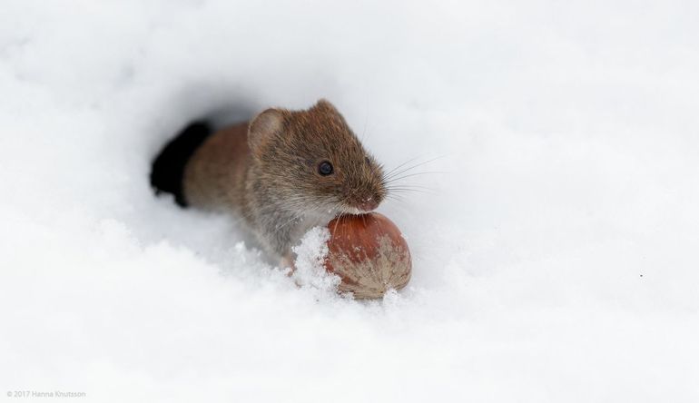 Deze rosse woelmuis heeft een wintervoorraad