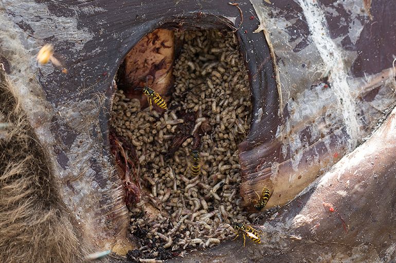 De larven die op kadavers leven trekken weer predatoren, zoals wespen, aan