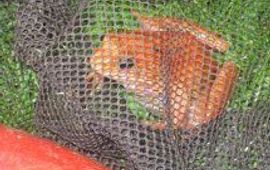 Bruine kikker met kleurafwijking gevonden in Warnsveld