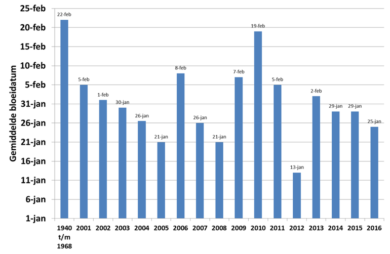 Gemiddelde bloeidatum van het sneeuwklokje in de periode 1940 tot en met 1968 en voor de afzonderlijke jaren vanaf 2001