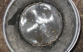 Lei Paulssen enkele Zuid-Limburgse ringslangetjes, de eerste van 2010