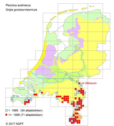 Verspreidingskaart grijze grootoorvleermuizen