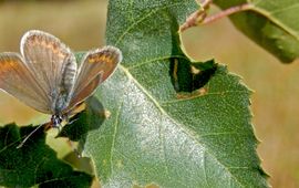Kars Veling heideblauwtje vrouw - primair
