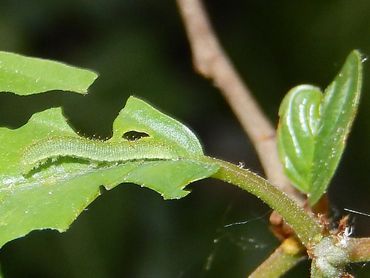 Rupsen zitten vaak langs de nerf van het blad en zijn dan moeilijk te vinden